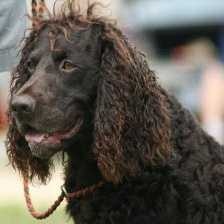 american_spaniel