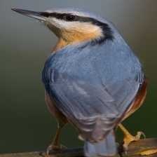 image of crested_nuthatch