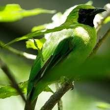 image of bornean_leafbird