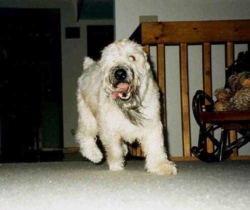 image of soft_coated_wheaten_terrier