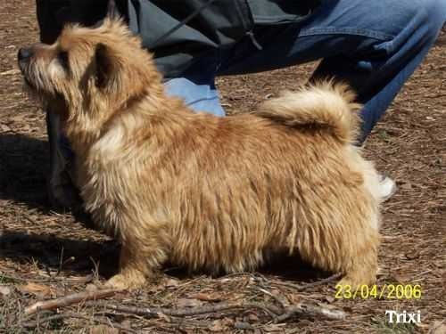 norwich_terrier