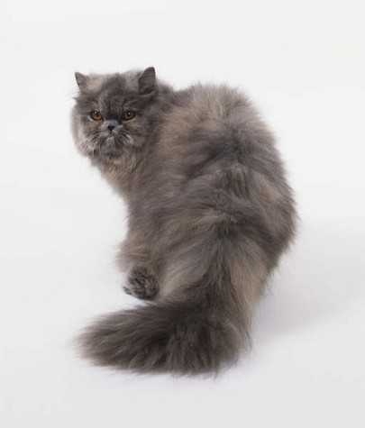 Persian cat image classifcation dataset for machine learning