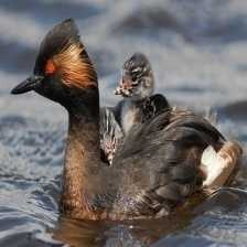 black_necked_grebe