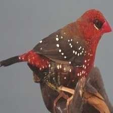 image of strawberry_finch