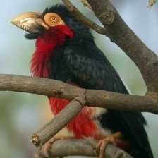 bearded_barbet