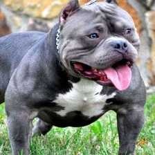 image of pit_bull