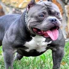 pit_bull