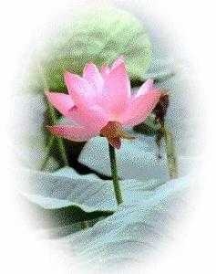 lotus