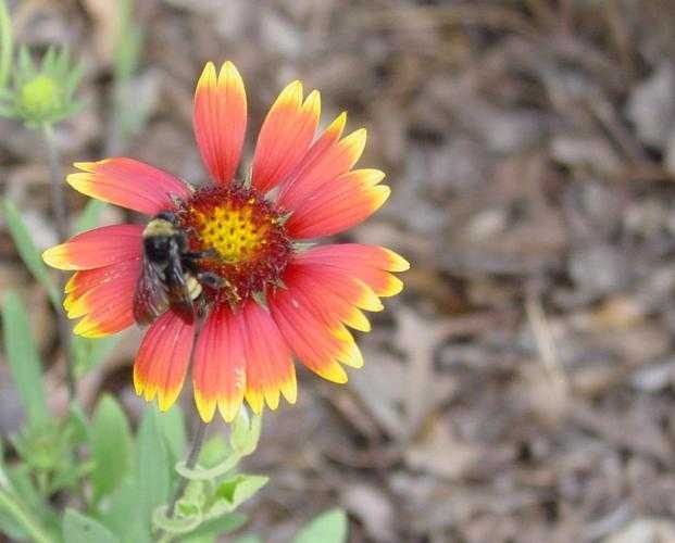 image of blanket_flower