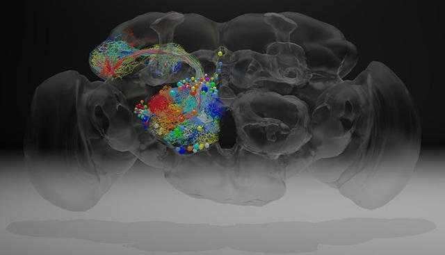 Brain image classifcation dataset for machine learning