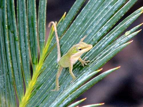 image of green_lizard