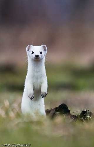 image of weasel