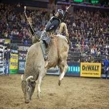 Bull riding image classifcation dataset for machine learning