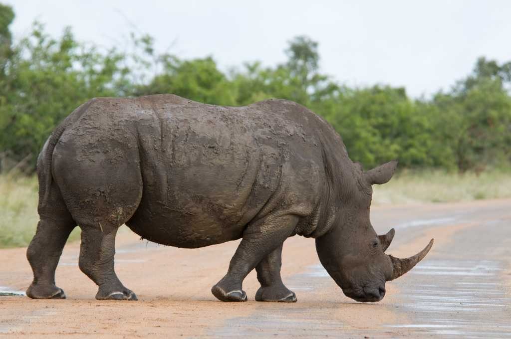 Rhinoceros image classifcation dataset for machine learning