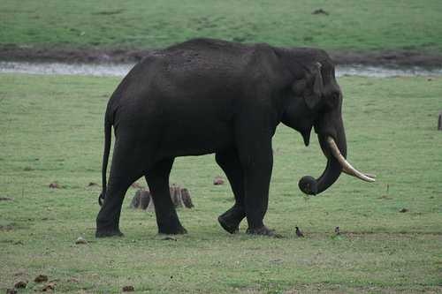 image of tusker