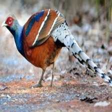 image of elliots_pheasant