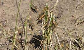 image of grasshopper