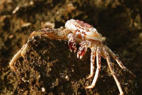 image of rock_crab