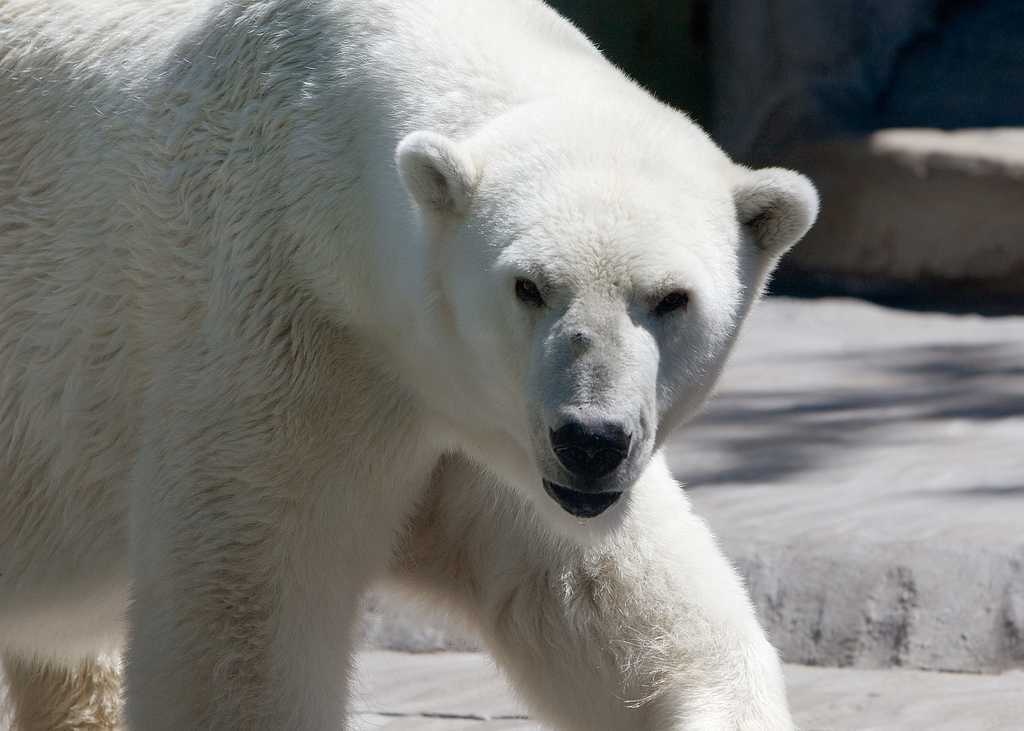 Polar bear image classifcation dataset for machine learning
