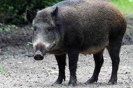 image of boar