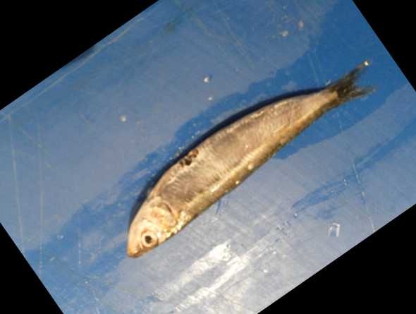 image of black_sea_sprat