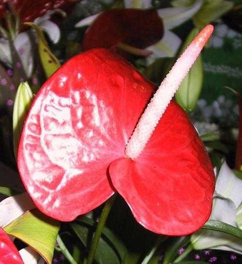 image of anthurium