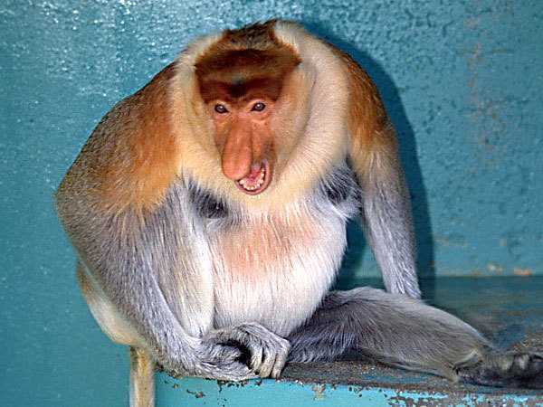image of proboscis_monkey