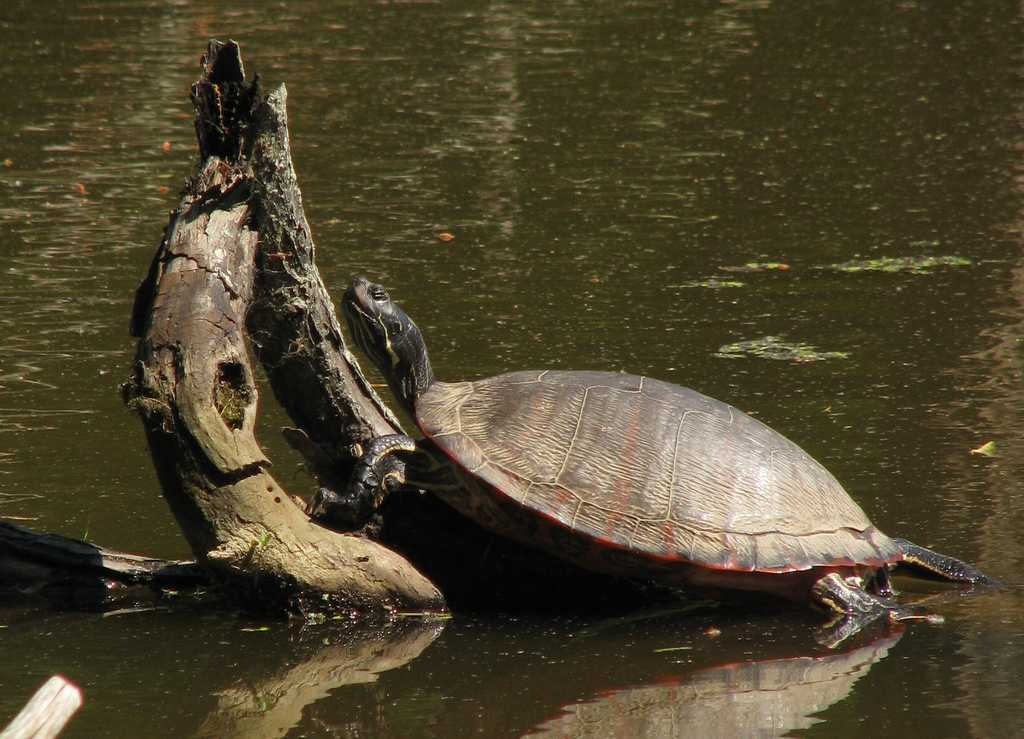 image of sea_turtle