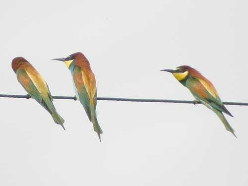 image of bee_eater