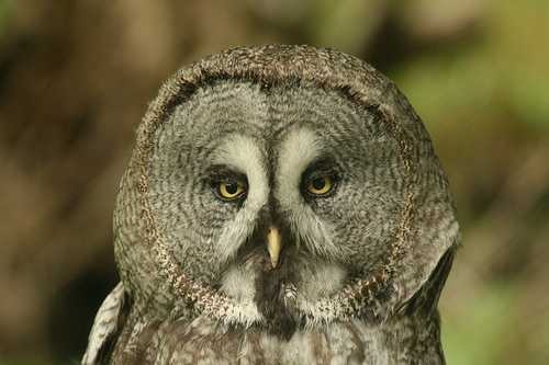 image of great_grey_owl