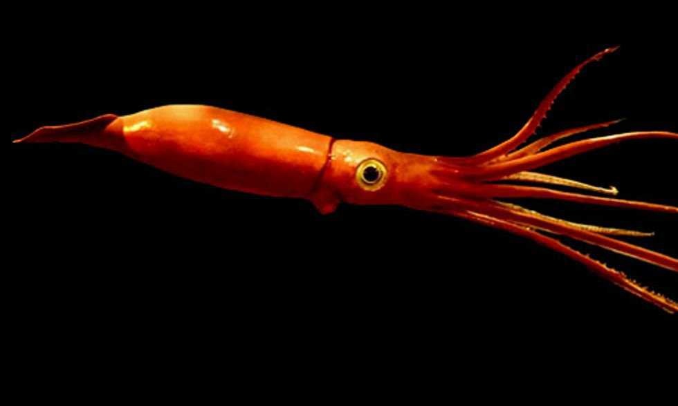 Squid image classifcation dataset for machine learning