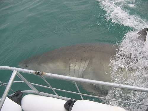 image of great_white_shark