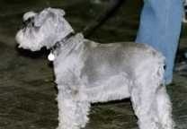 image of wire_haired_fox_terrier