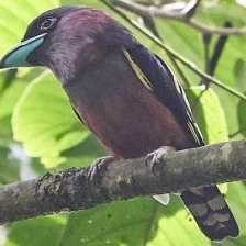 image of banded_broadbill