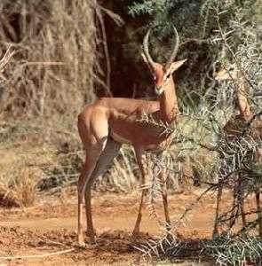 gerenuk