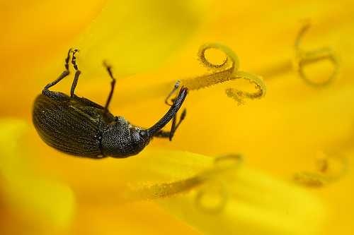 image of weevil