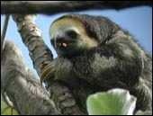 three_toed_sloth