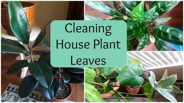 House plant image classifcation dataset for machine learning