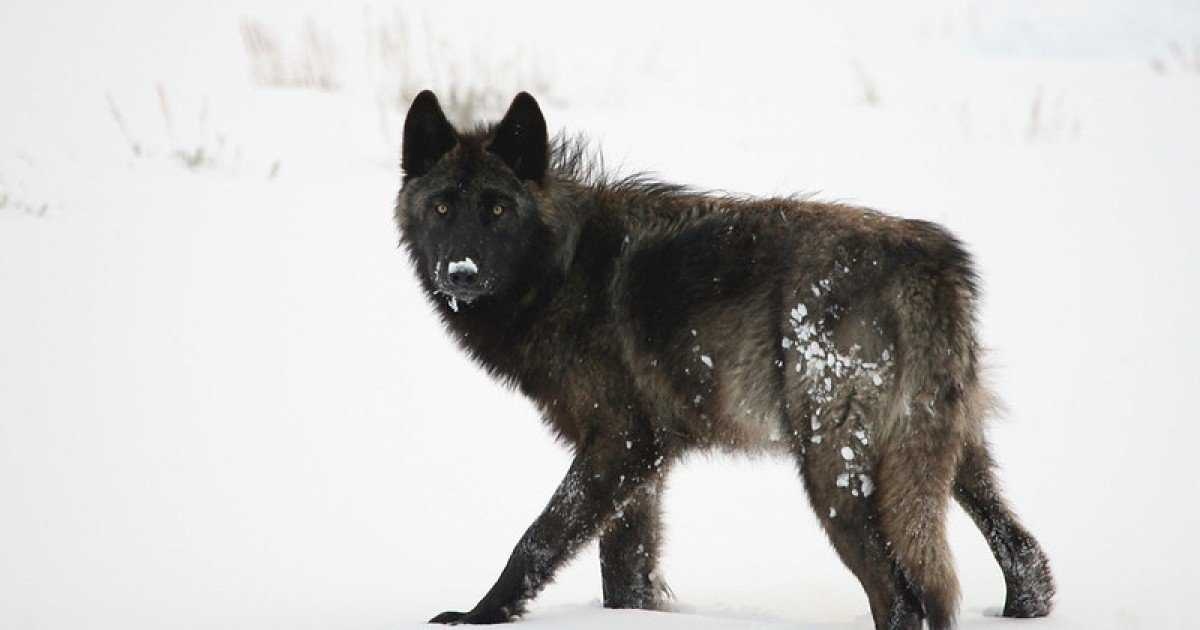 image of wolf