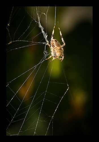 image of barn_spider