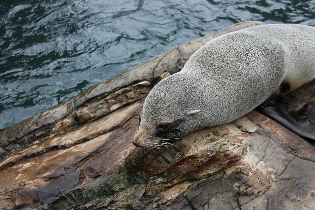 image of harbor_seal