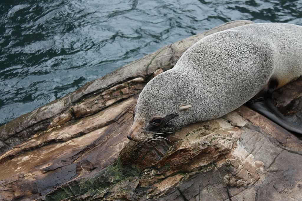 harbor_seal