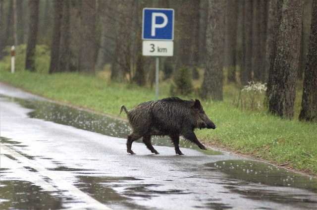 image of wild_boar