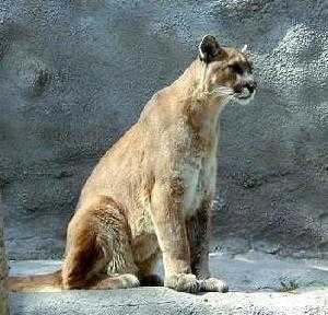 image of cougar_body