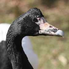 magpie_goose