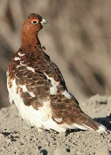 Ptarmigan image classifcation dataset for machine learning