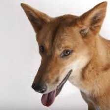 image of dingo