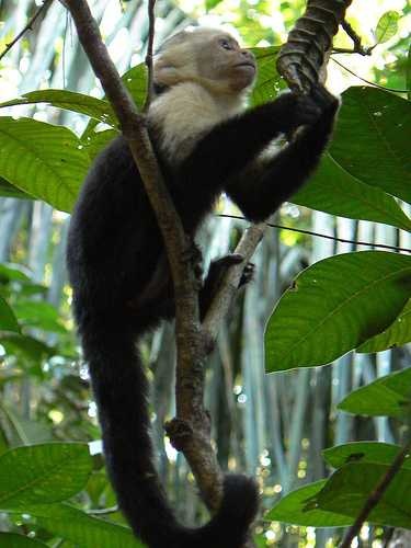 image of capuchin