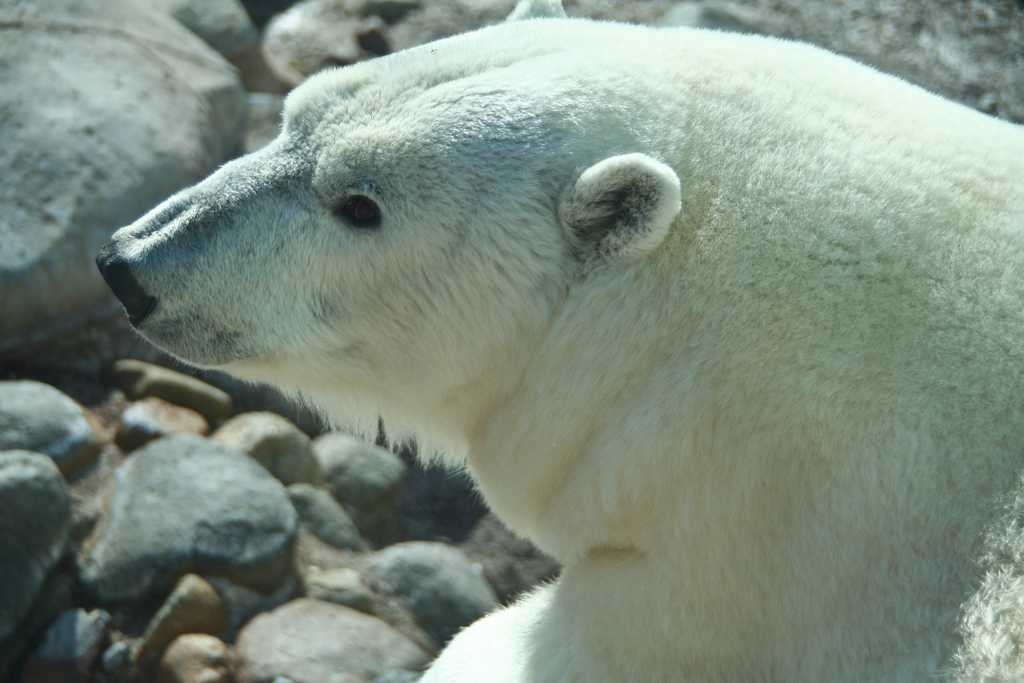 Polar bear image classifcation dataset for machine learning