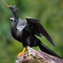 image of anhinga